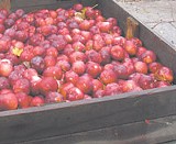 KURT BROWNELL - Schutts for cider! Apples from the fall harvest.