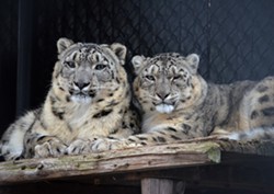 A pair of Seneca Park Zoo snow leopards nuzzle in an undated photo. - FILE PHOTO