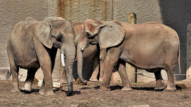 Elephants at Seneca Park Zoo. - PHOTO BY WAYNE SMITH