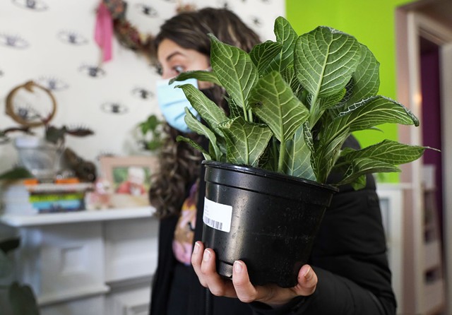 Christina Suralta carries a White Vein Fittonia as she shops for other plants at Stem. - PHOTO BY MAX SCHULTE