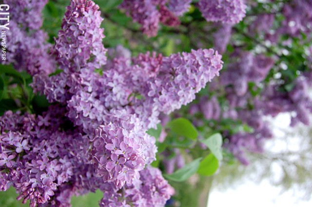 The Rochester Lilac Festival, held annually in Highland Park, was held over three weekends in 2021 to help spread out the concentration of festivalgoers. The three-weekend format will continue in 2022 due to its success. - FILE PHOTO