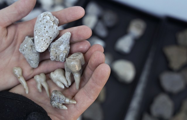 Humphrey shows off some of the fossilized horn coral he has collected, as well as the teeth he has carved from the fossils. - PHOTO BY MAX SCHULTE