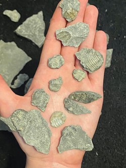 A sampling of the hundreds of trilobite fossils that Julia Schwind has found at the Penn Dixie Reserve in Buffalo. - PHOTO BY JULIA SCHWIND