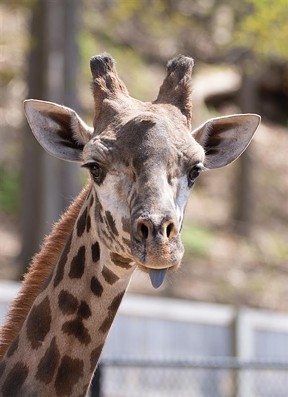 Parker, a Masai giraffe at the Seneca Park Zoo. He died Feb. 12, 2023, after becoming caught in an enclosure gate. - PHOTO PROVIDED