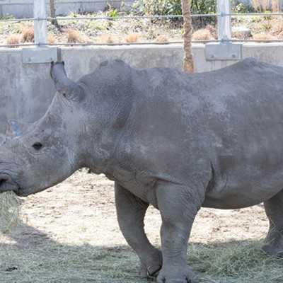 Rhino Awareness Weekend