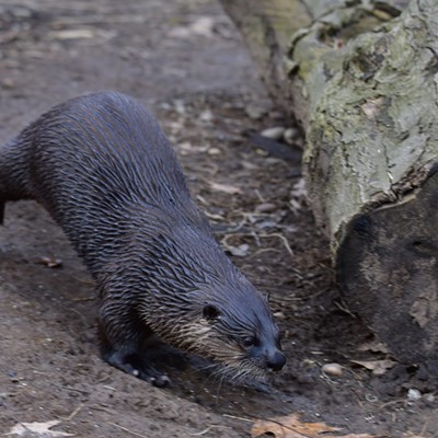 Awareness Weekend: Otters